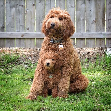 ultra mini goldendoodle